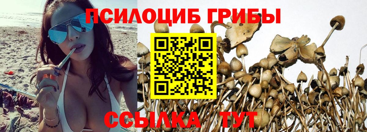 Владикавказ  Галлюциногенные грибы Psilocybe  Вход с VPN 